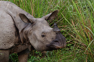 Kaziranga National Park Assam