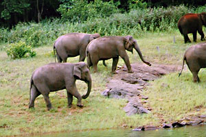 Mudumalai Wildlife Sanctuary, Mudumalai Wildlife Sanctuary Ooty, Mudumalai  Wildlife Sanctuary India