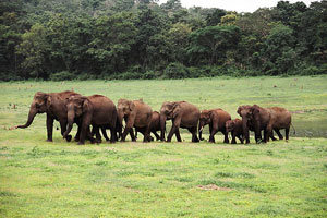 Nagarhole National Park Karnataka