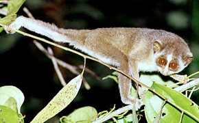 Peppara Wildlife Sanctuary Kerala