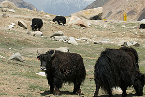 Ladakh Wildlife, Wildlife in Ladakh, Wildlife Safari in Ladakh Ladakh Wildlife, Wildlife in Ladakh, Wildlife Safari in Ladakh