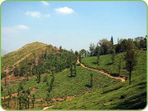 Chembra Peak, Wayanad