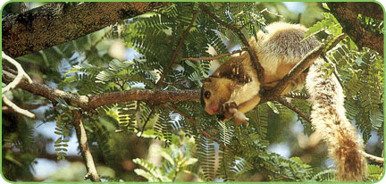 Chinnar Wildlife Sanctuary Kerala