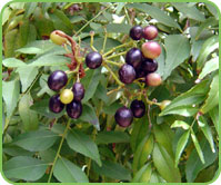 Curry Leaves, Kerala