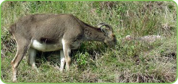 Eravikulam National Park Kerala