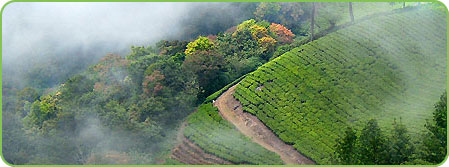 Kerala Hill Stations