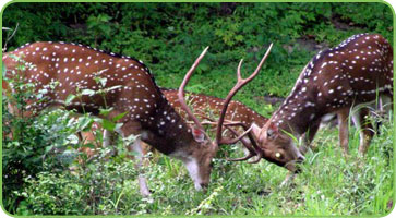 Idukki Wildlife Sanctuary