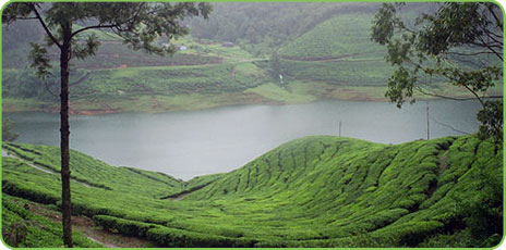 Tea Plantation, Munnar