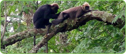 Neyyar Wildlife Sanctuary Kerala