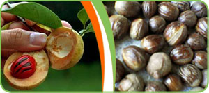 Nutmeg, Kerala