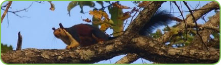 Parambikulam Wildlife Sanctuary, Kerala