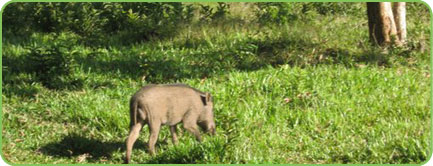 Shendruny Wildlife Sanctuary Kerala