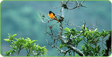 Thattekkad Bird Sanctuary