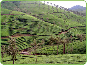 Tea Plantation, Vandiperiyar