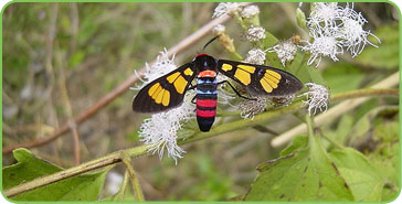 Wayanad Wildlife Sanctuary