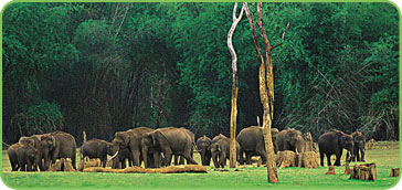 Wildlife Sanctuaries in Kerala