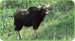 Idukki Wildlife, Idukki Tourist Attraction