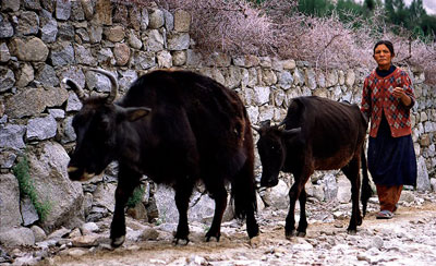 Ladakh Culture