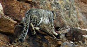 Snow Leopard, Ladakh