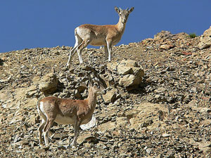 Urial, Ladakh