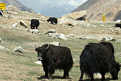 Yaks in Ladakh