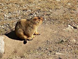 Wildlife in Ladakh