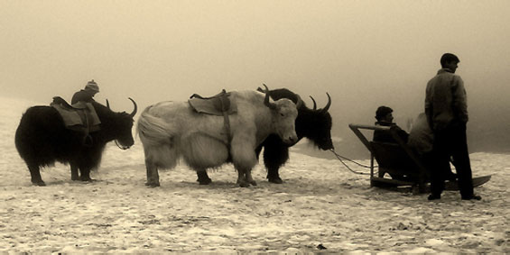 Yak Safari in Ladakh, Ladakh Yak Safari