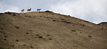 Ladakh Wildlife