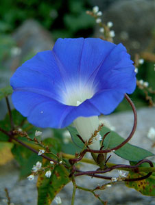 Flora in Nepal