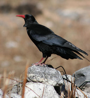 Langtang National Park Nepal