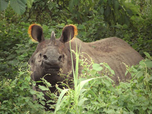 Nepal Wildlife