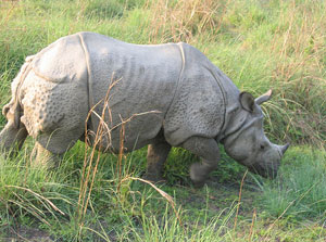 Chitwan National Park Nepal