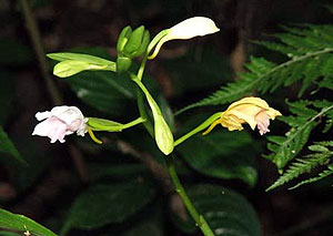 Arunachal Pradesh Wildlife