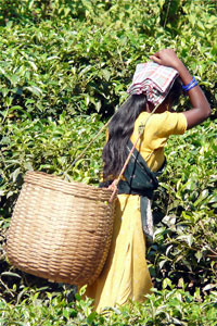 Assam History