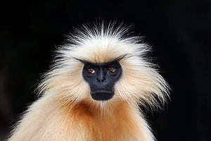 Golden Langur Manas Wildlife Sanctuary