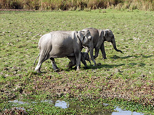 Kaziranga National Park