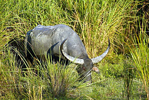 Manas Wildlife Sanctuary