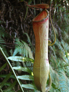 Pitcher Plant