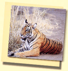 Huit elle tigres pendant un Jungle Safari  Rajasthan! 