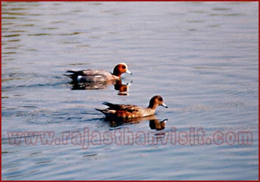 Birds in Bharatpur National Park, Rajasthan