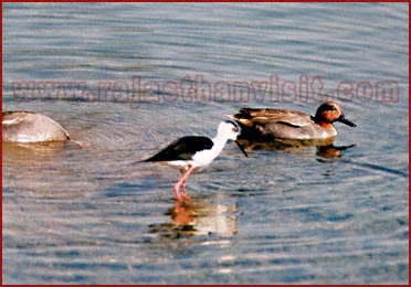 Birds in Bharatpur National Park, Rajasthan