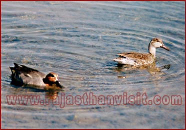 Birds in Bharatpur National Park, Rajasthan