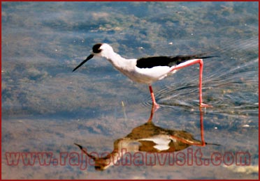 Birds in Bharatpur National Park, Rajasthan