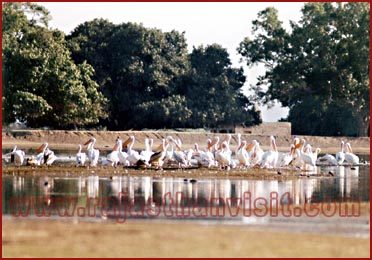 Birds in Bharatpur National Park, Rajasthan