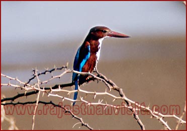 Birds in Bharatpur National Park, Rajasthan