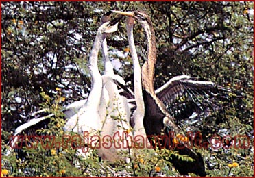 Birds in Bharatpur National Park, Rajasthan