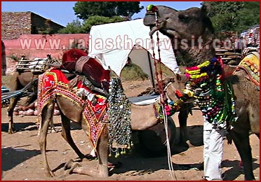 Camels in Pushkar Fair, Rajasthan