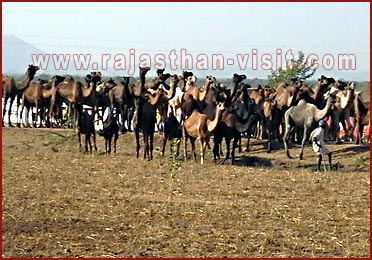 Camels in Rajasthan