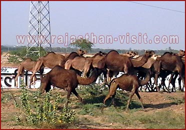 Camels in Rajasthan