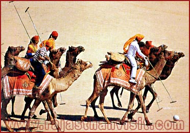 camel Polo in  Rajasthan